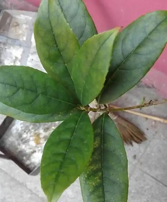 教你幾招,輕鬆解決木樨老葉葉尖發焦,葉子油綠,開花特別多