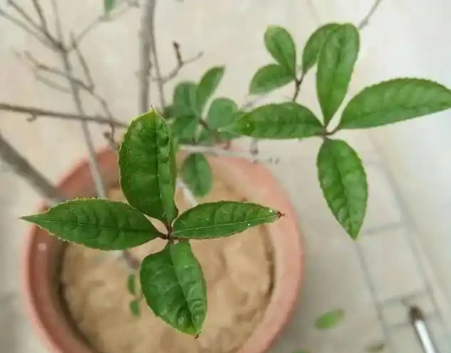 教你幾招,輕鬆解決木樨老葉葉尖發焦,葉子油綠,開花特別多