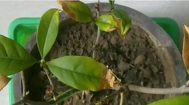 教你幾招,輕鬆解決木樨老葉葉尖發焦,葉子油綠,開花特別多