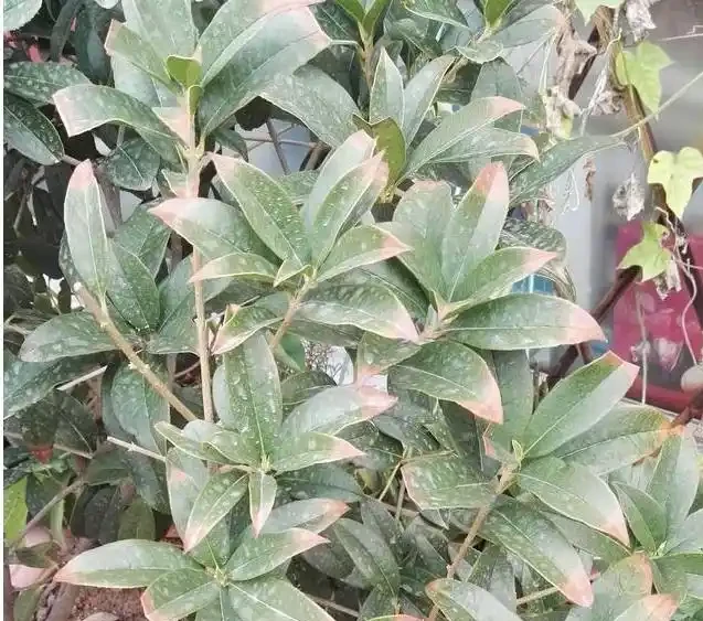 教你幾招,輕鬆解決木樨老葉葉尖發焦,葉子油綠,開花特別多