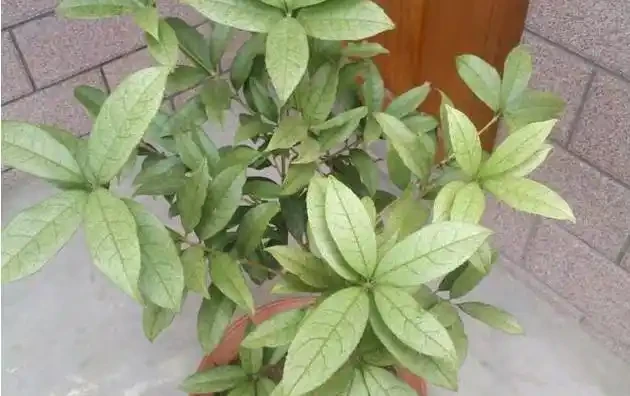 教你幾招,輕鬆解決木樨老葉葉尖發焦,葉子油綠,開花特別多