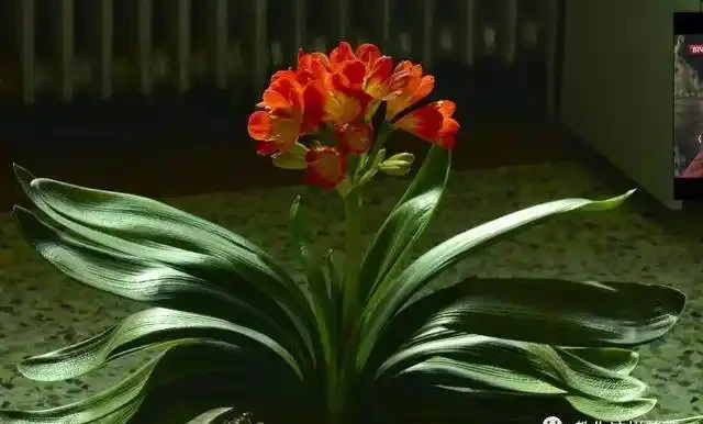君子蘭長太慢?施肥學幾招,新葉猛長側芽不斷!很多人不會!