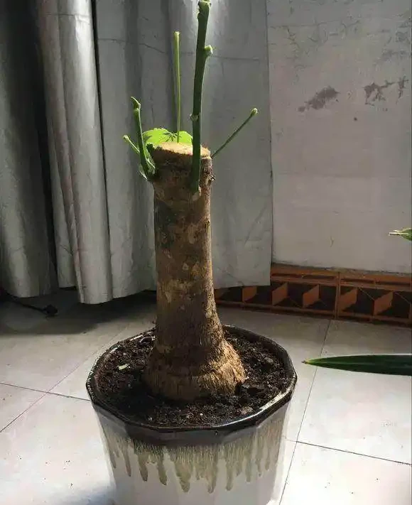 鋸成光桿的發財樹，2個月沒動靜後發芽了