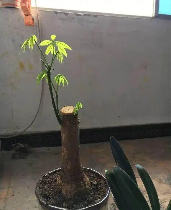鋸成光桿的發財樹，2個月沒動靜後發芽了