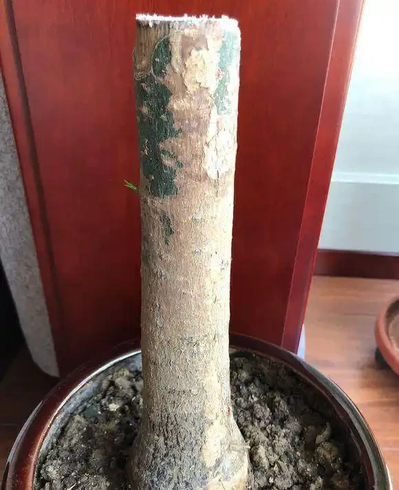 鋸成光桿的發財樹，2個月沒動靜後發芽了