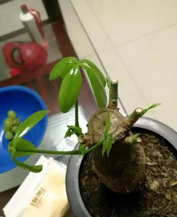 鋸成光桿的發財樹，2個月沒動靜後發芽了