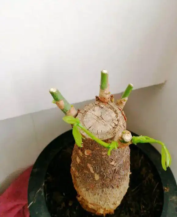 鋸成光桿的發財樹，2個月沒動靜後發芽了