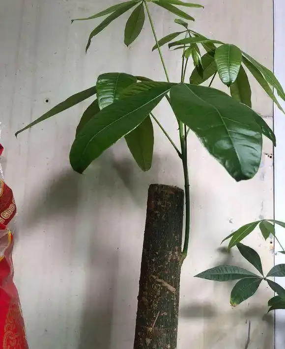 鋸成光桿的發財樹，2個月沒動靜後發芽了