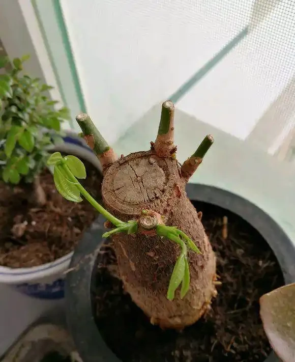 鋸成光桿的發財樹，2個月沒動靜後發芽了