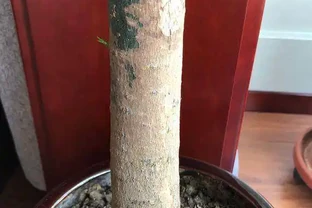 鋸成光桿的發財樹，2個月沒動靜後發芽了