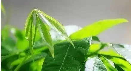 發財樹葉子長斑怎麼辦？教你兩招解決辦法！