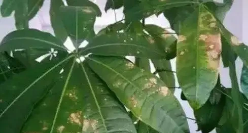 發財樹葉子長斑怎麼辦？教你兩招解決辦法！