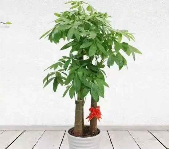發財樹葉子長斑怎麼辦？教你兩招解決辦法！