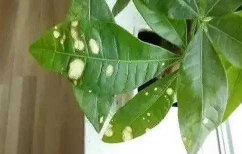 發財樹葉子長斑怎麼辦？教你兩招解決辦法！