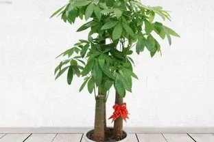 發財樹葉子長斑怎麼辦？教你兩招解決辦法！