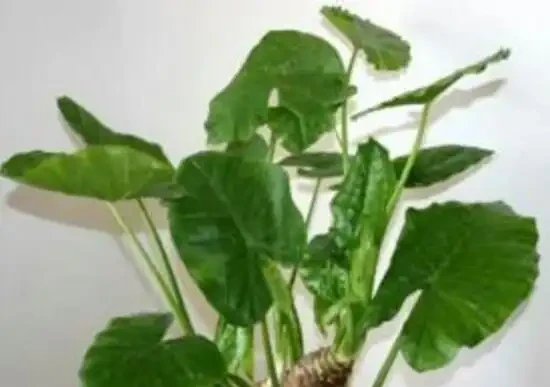 都說海芋有毒，它可以放臥室裡養嗎？