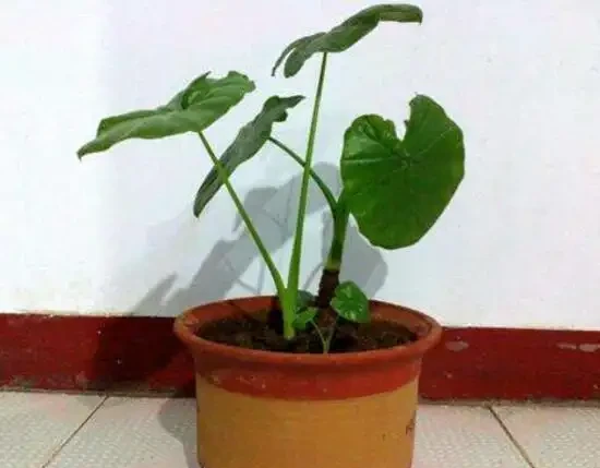 都說海芋有毒，它可以放臥室裡養嗎？