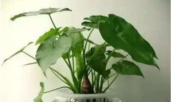 都說海芋有毒，它可以放臥室裡養嗎？