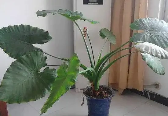 都說海芋有毒，它可以放臥室裡養嗎？