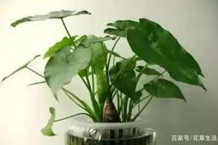 都說海芋有毒，它可以放臥室裡養嗎？