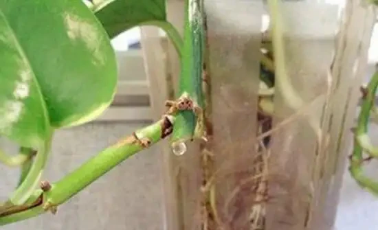 水耕黃金葛養魚?真會玩,不過要注意這幾點