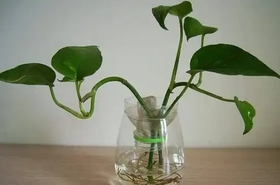 水耕黃金葛養魚?真會玩,不過要注意這幾點