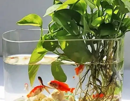 水耕黃金葛養魚?真會玩,不過要注意這幾點