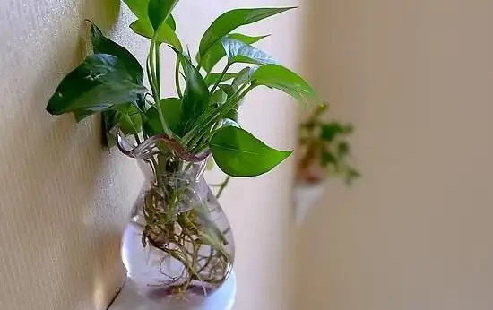 水耕黃金葛養魚?真會玩,不過要注意這幾點