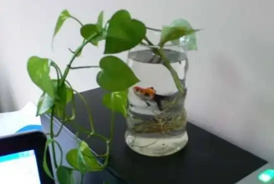 水耕黃金葛養魚?真會玩,不過要注意這幾點