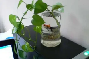 水耕黃金葛養魚？真會玩，不過要注意這幾點