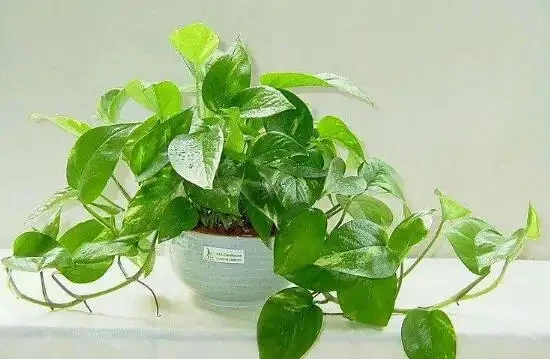 黃金葛有什麼寓意?為什麼大家都喜歡「它」
