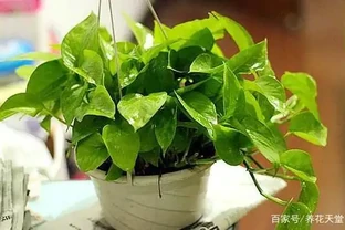 黃金葛有什麼寓意？為什麼大家都喜歡「它」