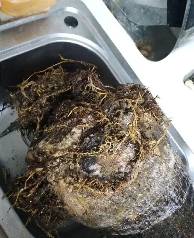 「瀕死」發財樹,1招救活,換盆,翻土,葉子綠油油,財運滾滾來