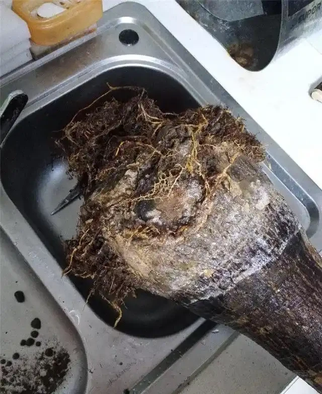 「瀕死」發財樹,1招救活,換盆,翻土,葉子綠油油,財運滾滾來