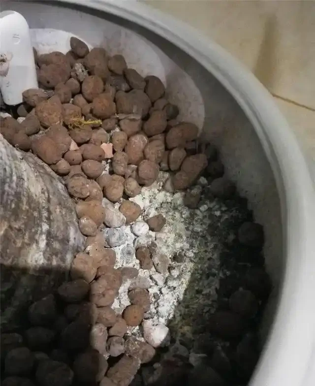 「瀕死」發財樹,1招救活,換盆,翻土,葉子綠油油,財運滾滾來