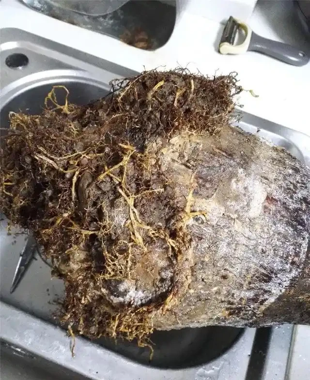 「瀕死」發財樹,1招救活,換盆,翻土,葉子綠油油,財運滾滾來