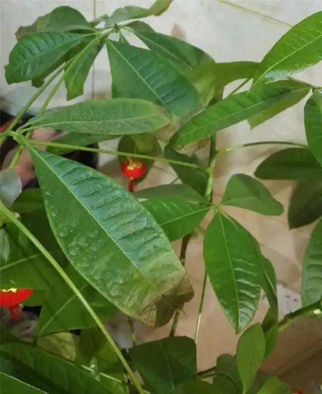 「瀕死」發財樹,1招救活,換盆,翻土,葉子綠油油,財運滾滾來
