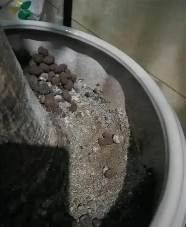 「瀕死」發財樹,1招救活,換盆,翻土,葉子綠油油,財運滾滾來