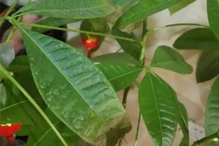 「瀕死」發財樹，1招救活，換盆，翻土，葉子綠油油，財運滾滾來