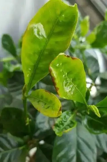養梔子花容易黑葉，教你幾招，稍加註意，輕鬆養好梔子花