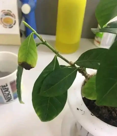 養梔子花容易黑葉，教你幾招，稍加註意，輕鬆養好梔子花