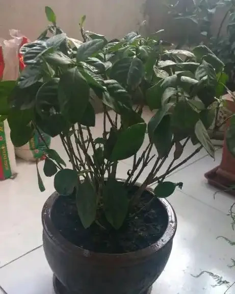 養梔子花容易黑葉，教你幾招，稍加註意，輕鬆養好梔子花