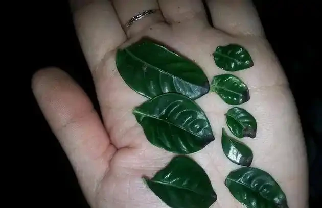 養梔子花容易黑葉，教你幾招，稍加註意，輕鬆養好梔子花