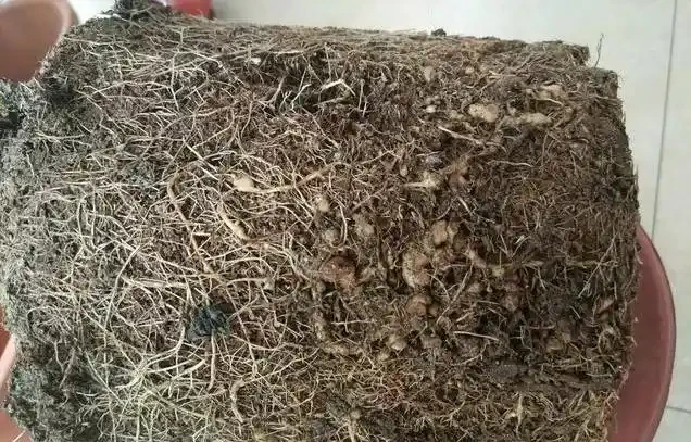 養梔子花容易黑葉，教你幾招，稍加註意，輕鬆養好梔子花