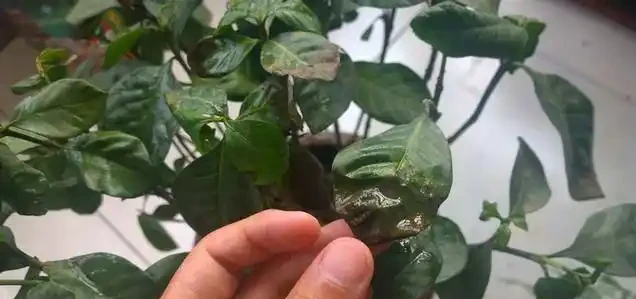 養梔子花容易黑葉，教你幾招，稍加註意，輕鬆養好梔子花