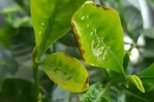 養梔子花容易黑葉，教你幾招，稍加註意，輕鬆養好梔子花