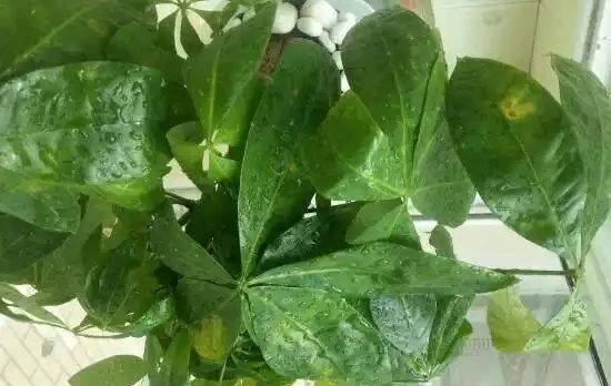 發財樹的葉子發黃斑病變,很多人以為是這個原因引起的,其實不是