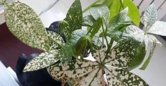 發財樹的葉子發黃斑病變,很多人以為是這個原因引起的,其實不是