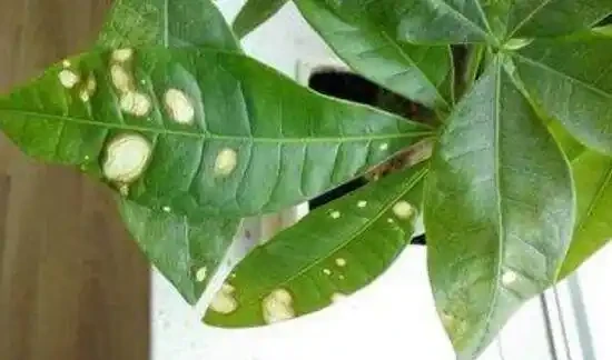 發財樹的葉子發黃斑病變,很多人以為是這個原因引起的,其實不是
