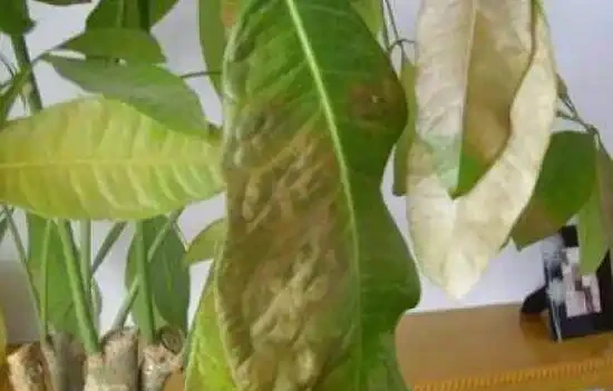 發財樹的葉子發黃斑病變,很多人以為是這個原因引起的,其實不是